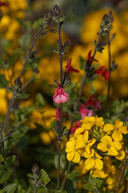 Jardin des Impressionnistes-MAI14-032